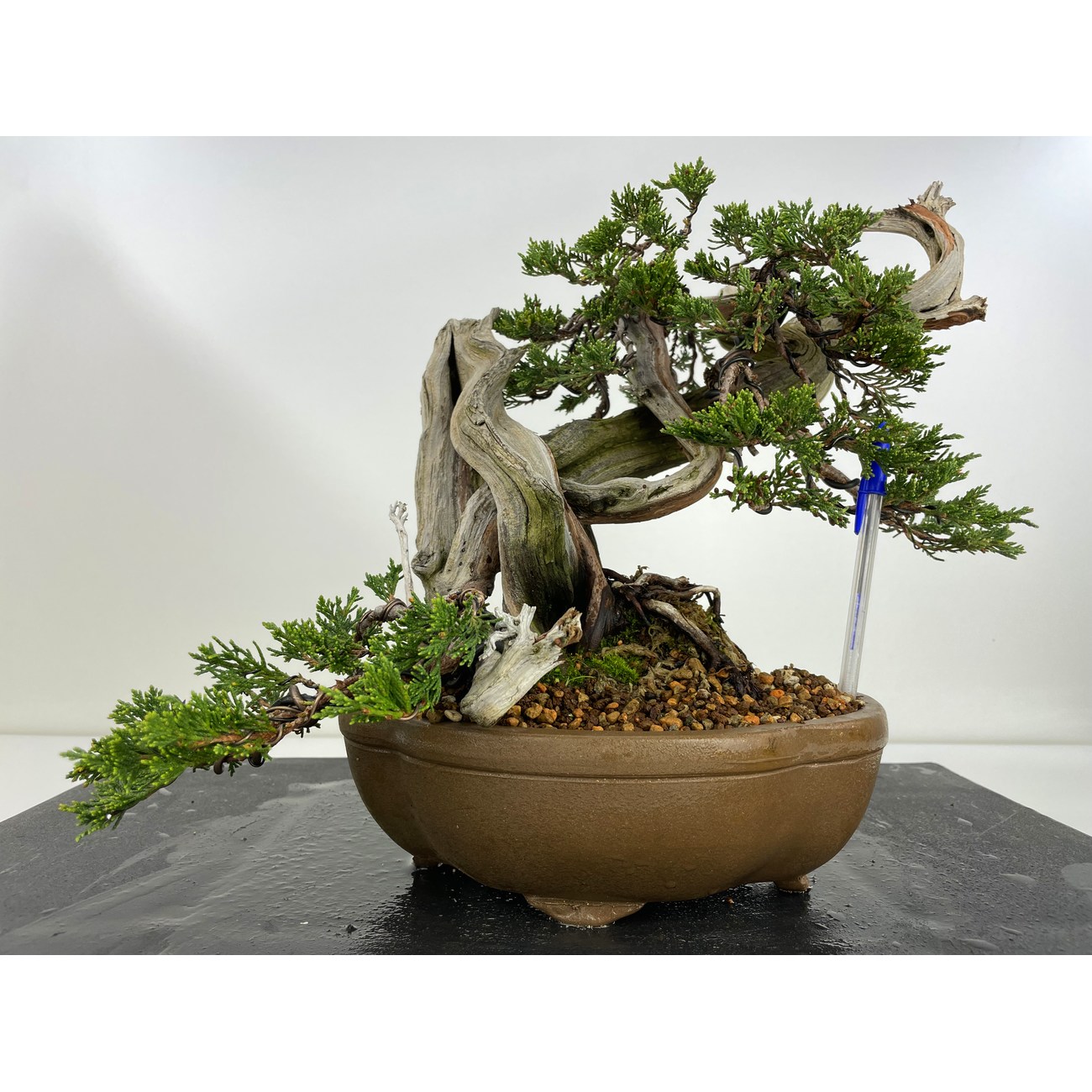 JUNIPERUS SABINA A00897