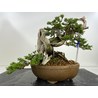 JUNIPERUS SABINA (SABINA RASTRERA) A00897