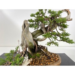 JUNIPERUS SABINA A00897 View 2