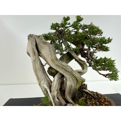 JUNIPERUS SABINA A00897 View 4