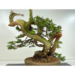 JUNIPERUS SABINA A00897 View 5