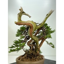 JUNIPERUS SABINA A00897 View 6