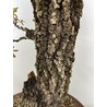QUERCUS FAGINEA I-4697 View 3