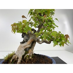 ACER BUERGERIANUM I-4742 Vista 2