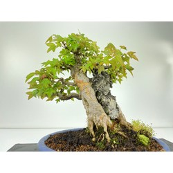 ACER BUERGERIANUM I-4742 Vista 4