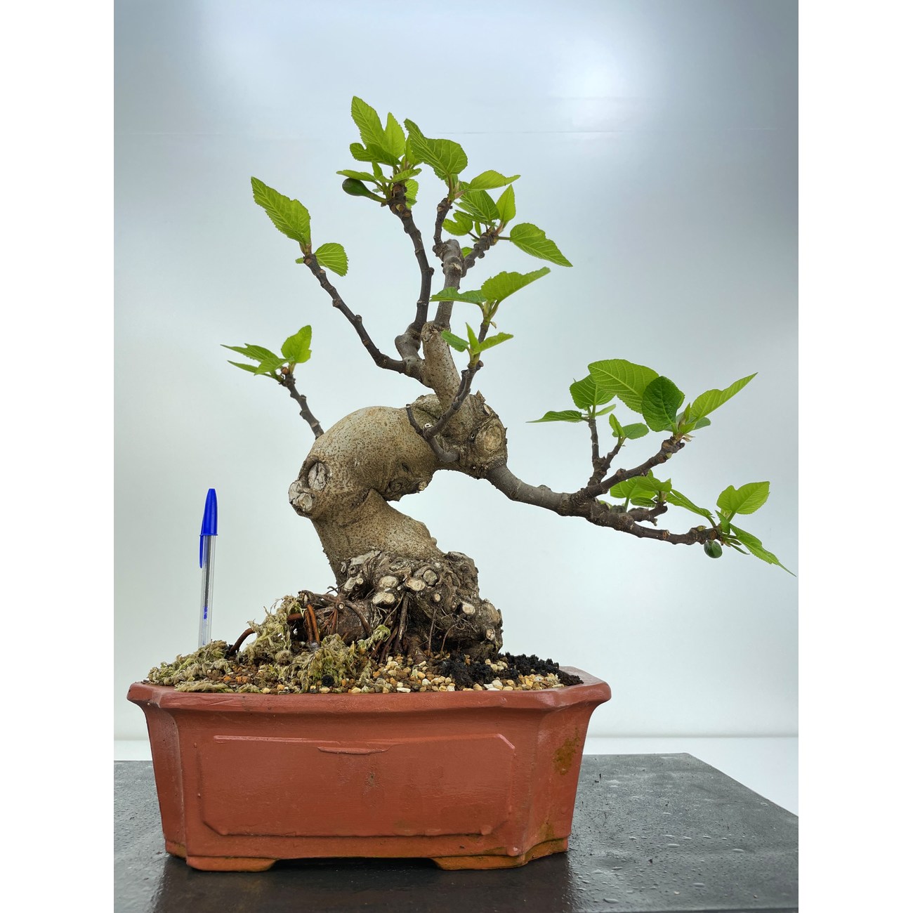 FICUS CARICA I4779