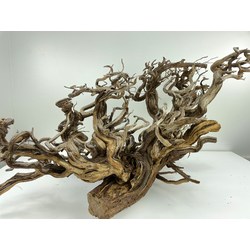 Wood for tanuki bonsai 48 View 5