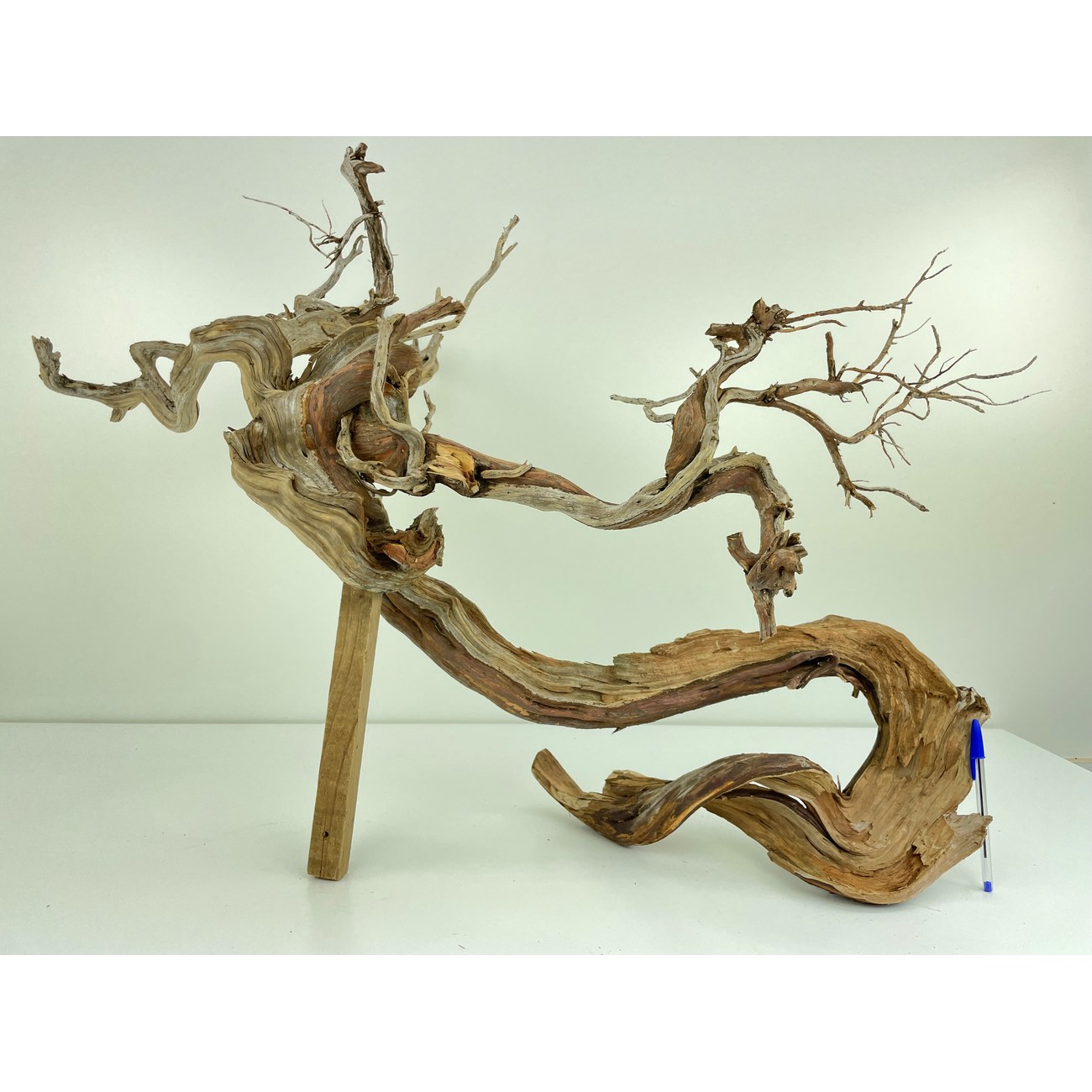 Wood for tanuki bonsai 55