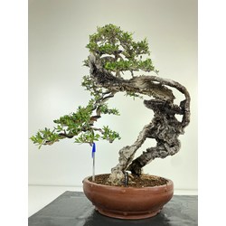 OLEA EUROPAEA SYLVESTRIS (OLIVO ACEBUCHE) I-4934
