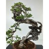 OLEA EUROPAEA SYLVESTRIS I-4934 View 2