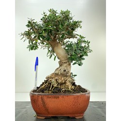 OLEA EUROPAEA SYLVESTRIS (OLIVO ACEBUCHE) I-4943