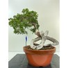 JUNIPERUS SABINA (SABINA RASTRERA) A00659