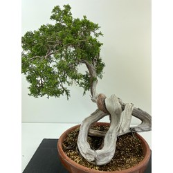 JUNIPERUS SABINA (SABINA RASTRERA) A00659 Vista 2