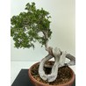 JUNIPERUS SABINA (SABINA RASTRERA) A00659 Vista 2