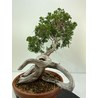 JUNIPERUS SABINA (SABINA RASTRERA) A00659 Vista 3