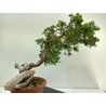 JUNIPERUS SABINA (SABINA RASTRERA) A00659 Vista 4