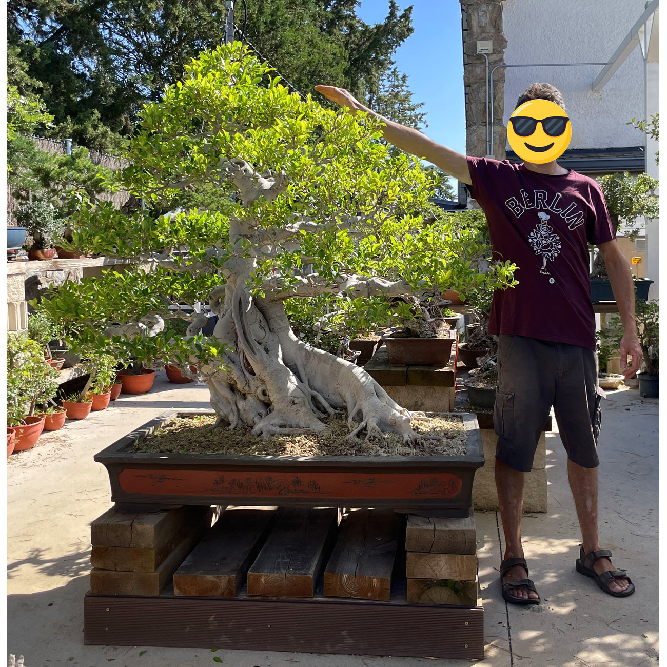 FICUS RETUSA XXXL