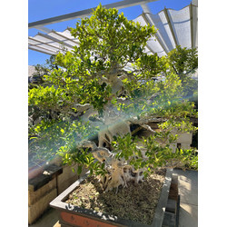 FICUS RETUSA XXXL View 2