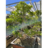 FICUS RETUSA XXXL Vista 2