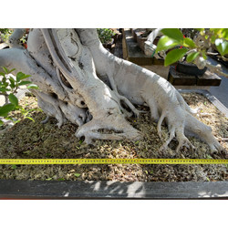 FICUS RETUSA XXXL View 4