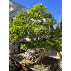 FICUS RETUSA XXXL View 5