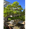 FICUS RETUSA XXXL Vista 5