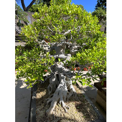 FICUS RETUSA XXXL View 6