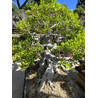 FICUS RETUSA XXXL Vista 6