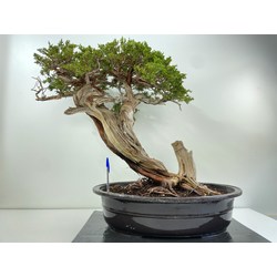 JUNIPERUS SABINA (SABINA RASTRERA) A00604