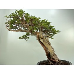 JUNIPERUS SABINA A00604 View 3