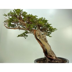 JUNIPERUS SABINA A00604 View 5