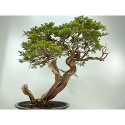 JUNIPERUS SABINA A00604 View 6