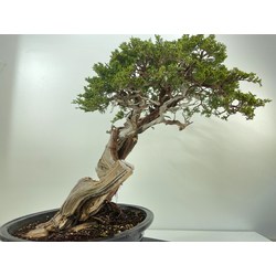 JUNIPERUS SABINA A00604 View 8