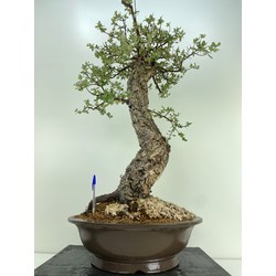 QUERCUS SUBER I-5152