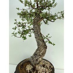 QUERCUS SUBER I-5152 View 2