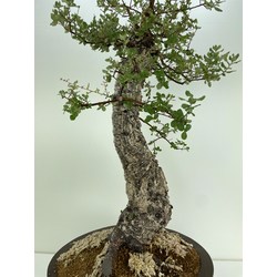QUERCUS SUBER I-5152 View 3