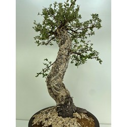 QUERCUS SUBER I-5152 View 4