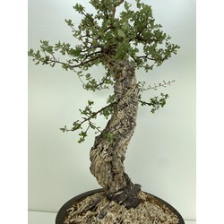 QUERCUS SUBER I-5152 View 5