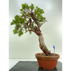 JUNIPERUS SABINA A00919