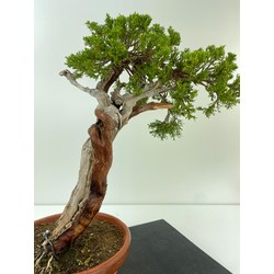 JUNIPERUS SABINA A00919 View 3