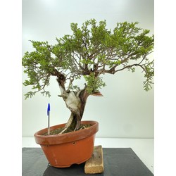 JUNIPERUS SABINA A00920