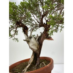 JUNIPERUS SABINA A00920 View 2