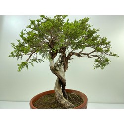 JUNIPERUS SABINA A00920 View 3