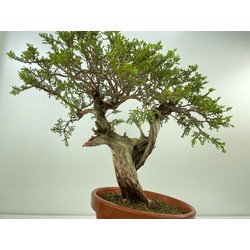 JUNIPERUS SABINA A00920 View 4