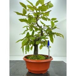 CARPINUS BETULUS I-5164