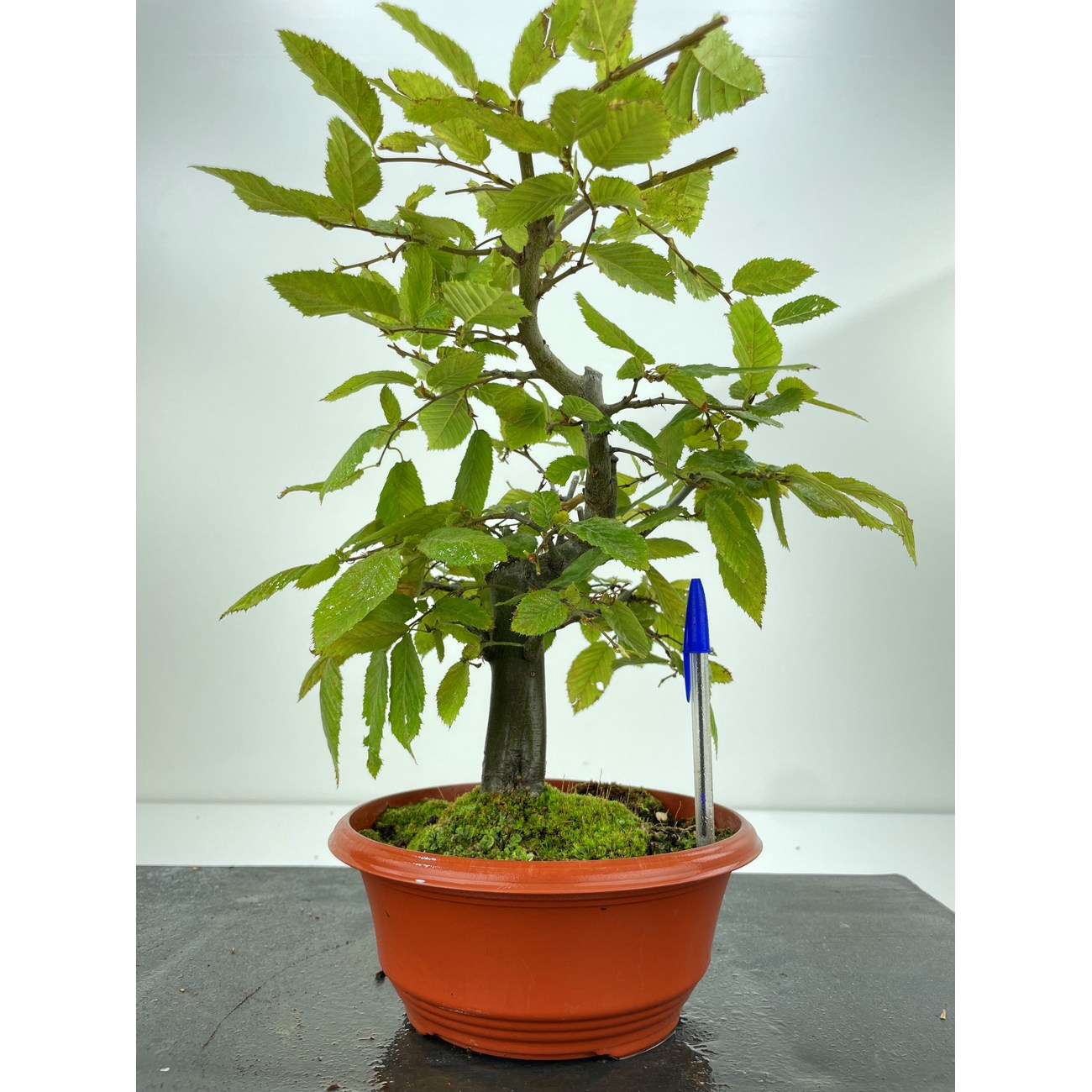 CARPINUS BETULUS I-5164