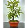CARPINUS BETULUS (CARPE EUROPEO) I-5164