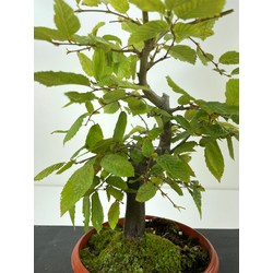 CARPINUS BETULUS I-5164 View 2