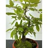 CARPINUS BETULUS I-5164 View 2