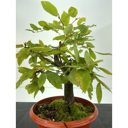CARPINUS BETULUS (CARPE EUROPEO) I-5164 Vista 3